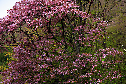 もう１本の大山桜