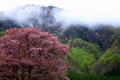 朝の大山桜