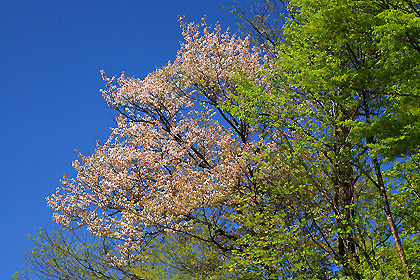 山桜