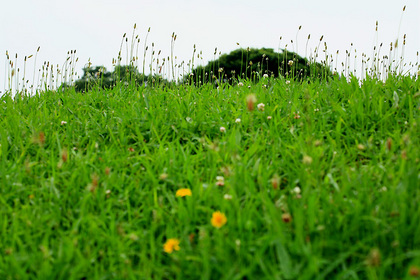 公園の雑草