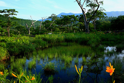 沼原湿原