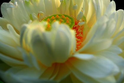 艶やかな花芯