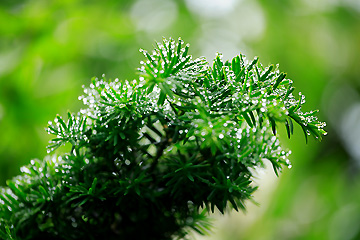 皐月雨