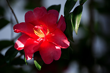 庭の山茶花