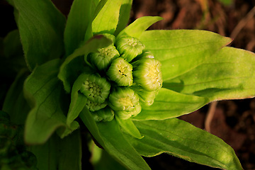 蕗の薹