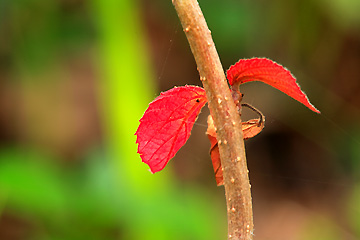 紅ガシワ