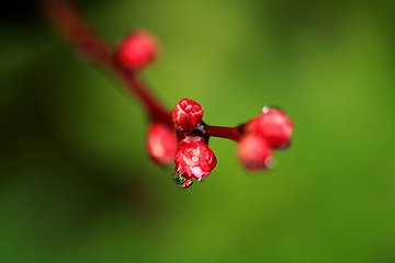 膨らむ梅の蕾