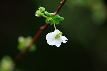 ユキヤナギの花