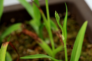 花茎？