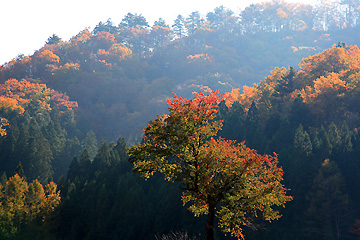 旧舘岩村国道沿い