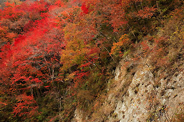 梅ヶ瀬渓谷の紅葉