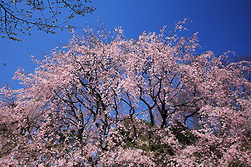 六義園の枝垂桜