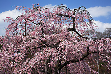 小石川後楽園の枝垂桜