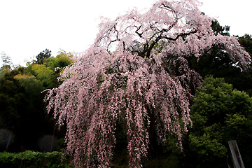 梅岩寺境内奥の枝垂桜