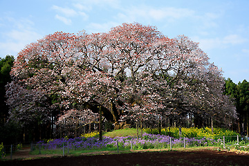 吉高の山桜