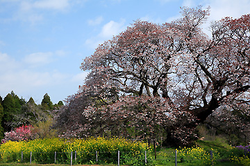 吉高の山桜