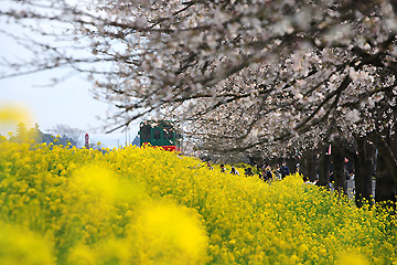 真岡市　桜・菜の花街道