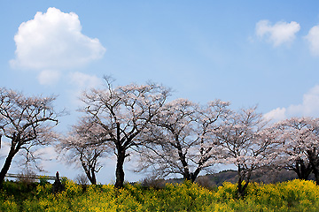 早乙女の桜並木