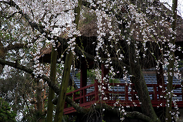 法輪寺　西行桜