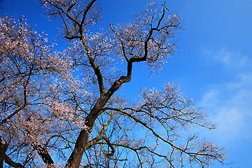 寺子の桜