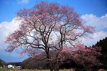 那須町高久の桜