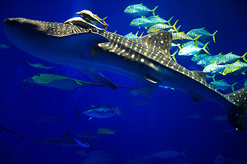 美ら海水族館