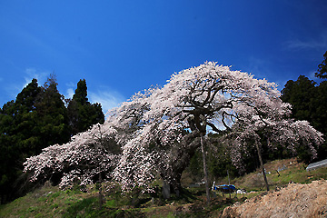 東堂山観音桜