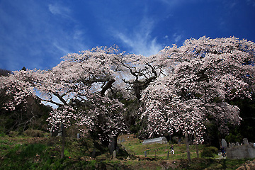 東堂山観音桜