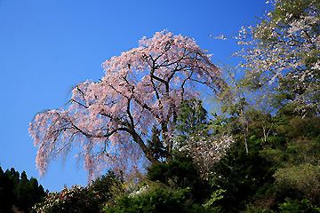 忠七桜