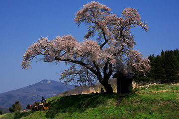 小沢の桜