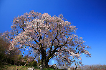 越代の山桜