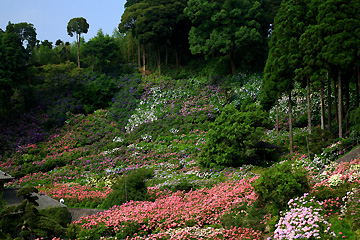 あじさい屋敷半全景