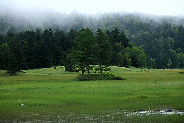 雨の大江湿原