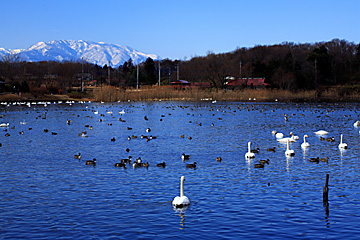 大田原市羽田沼