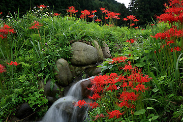 彼岸花と畦の野草