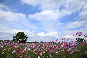 秋空