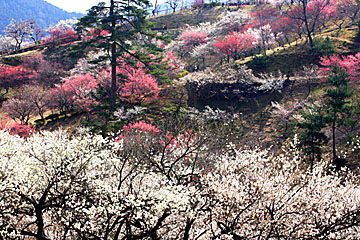 梅の公園