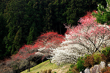 東口斜面