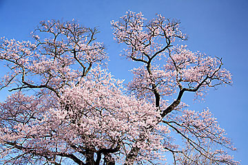 寺子の桜