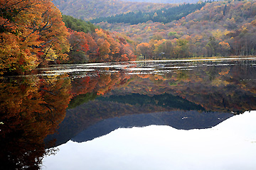 美しい紅葉