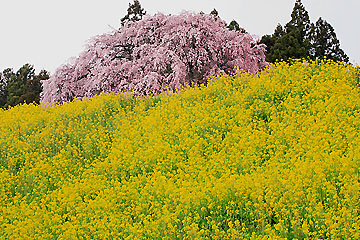 合戦場の枝垂桜