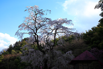 雪村桜