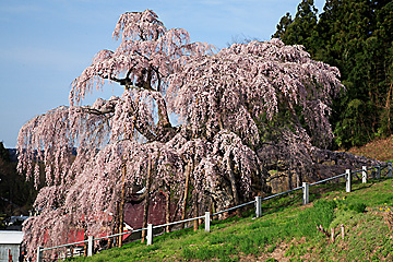 滝桜