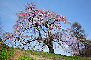 五斗薪田の桜