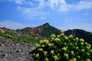 ウラジロタデ