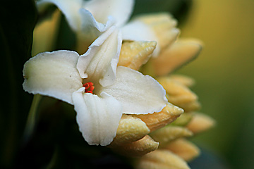 沈丁花