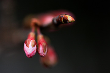 桜の蕾