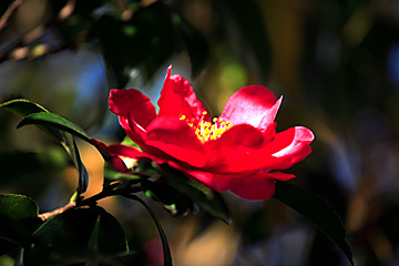 紅色の山茶花