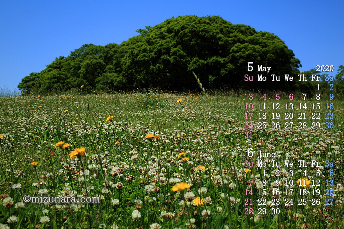 公園の初夏