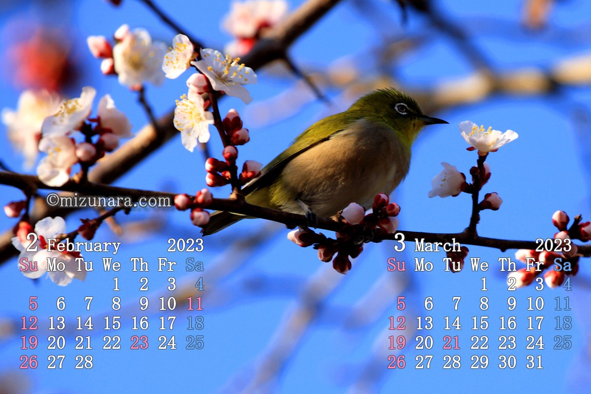 花蜜を求めて